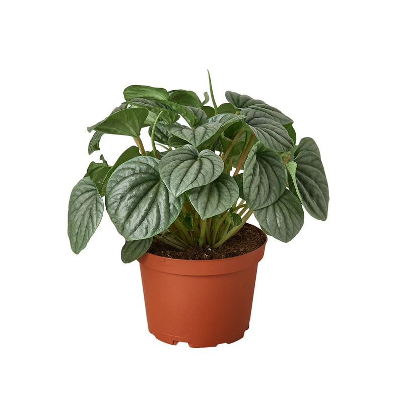 Peperomia &