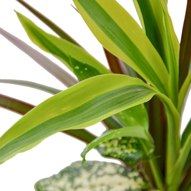 Dracaena &