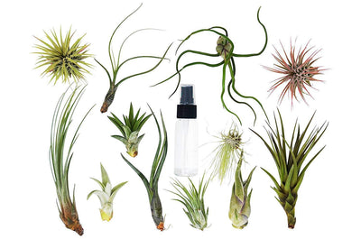 Tillandsia Air Plant Variety Pack w/ Spray Bottle