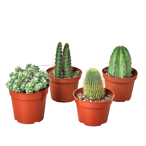 4 Cacti Variety Pack - 4.0" Pot