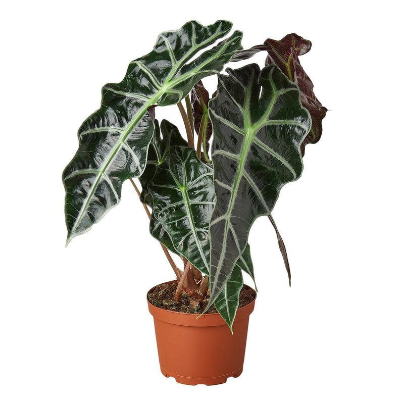 Alocasia Polly &