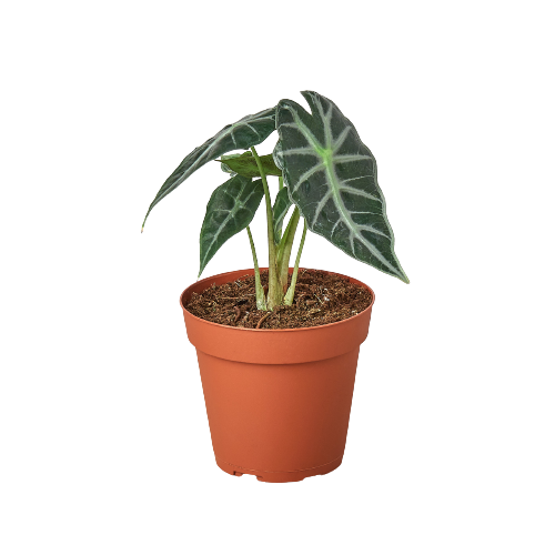 Alocasia Amazonica &