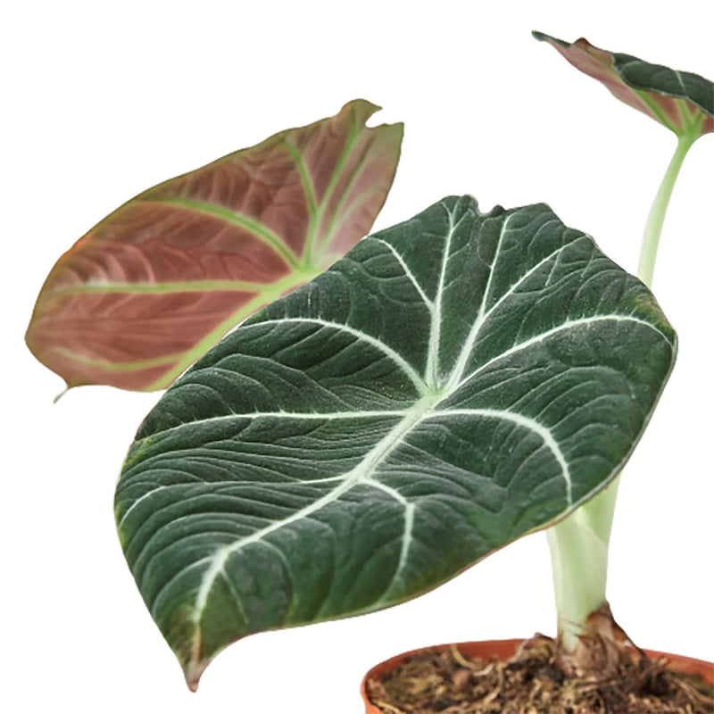 Alocasia Reginula &