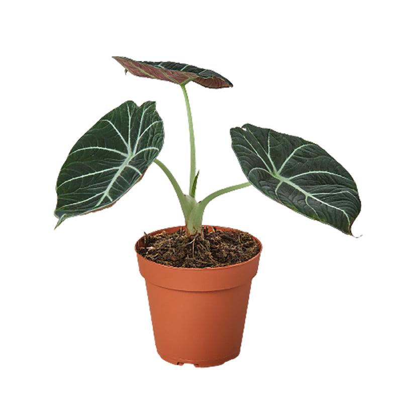 Alocasia Reginula &