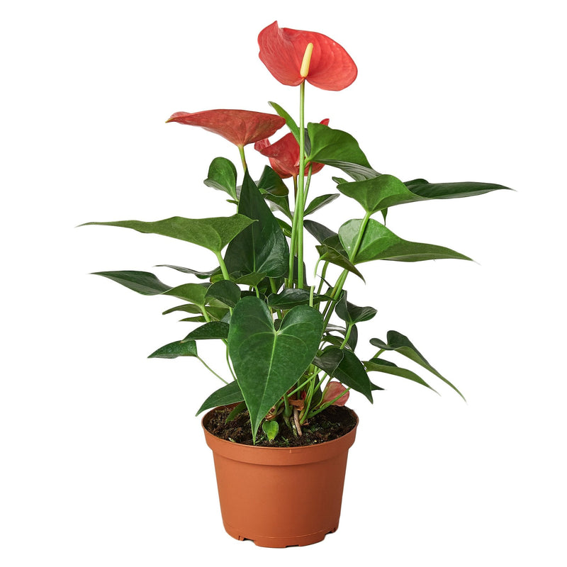 Anthurium &