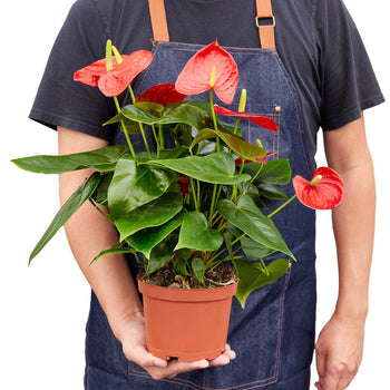 Anthurium &