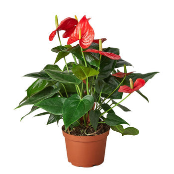 Anthurium &