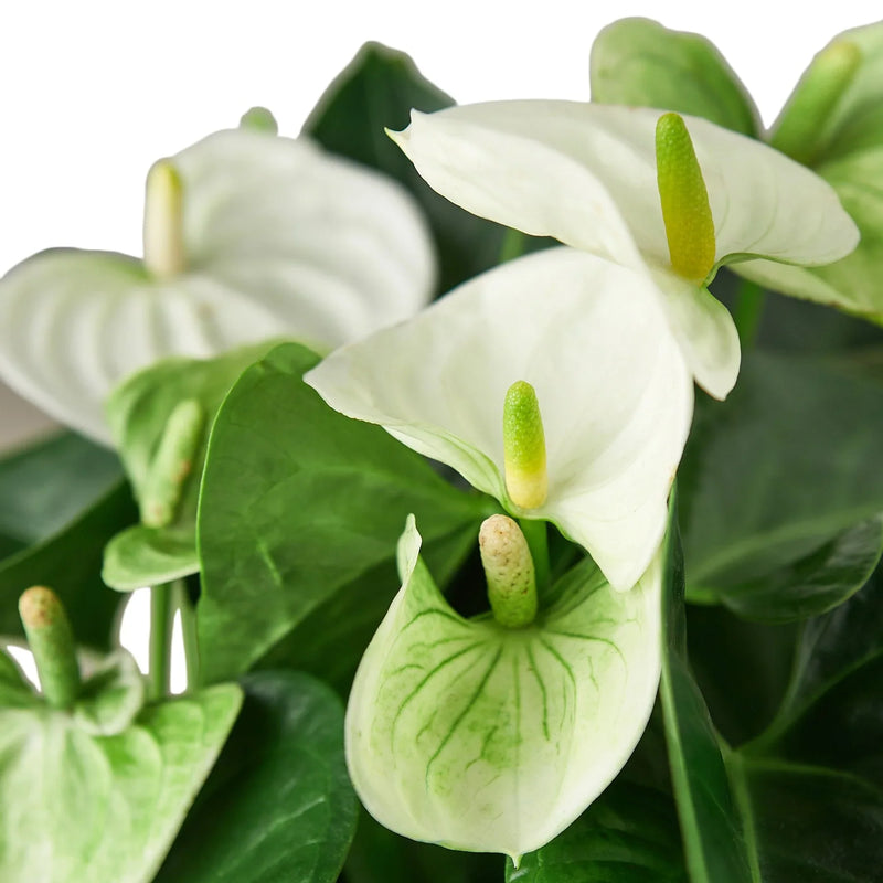 Anthurium &