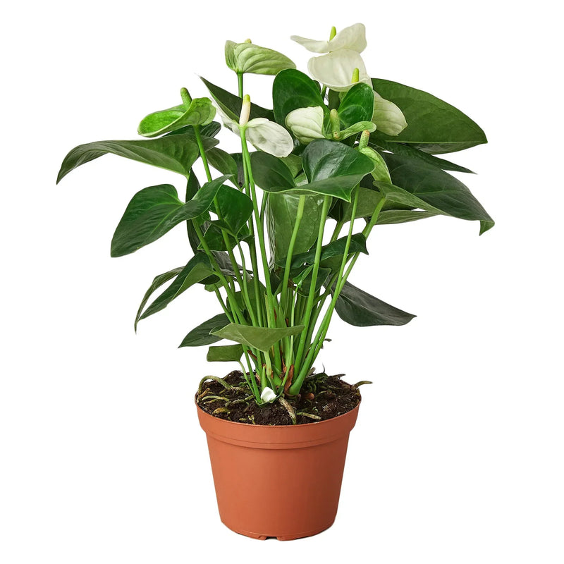 Anthurium &