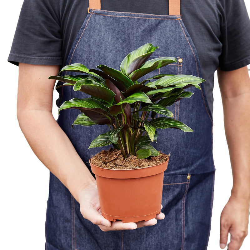 Calathea &