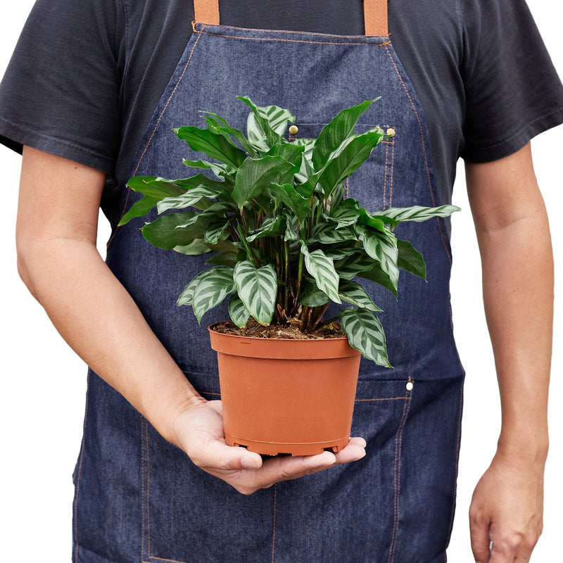 Calathea Concinna &