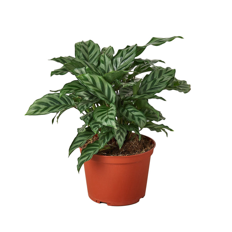 Calathea Concinna &