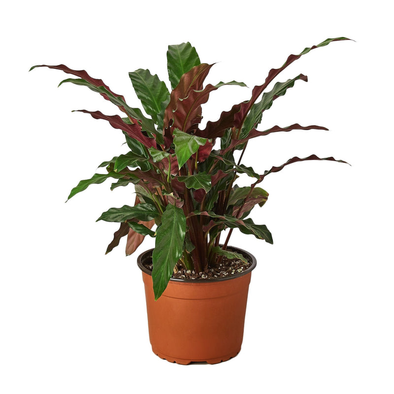 Calathea Rufibarba &