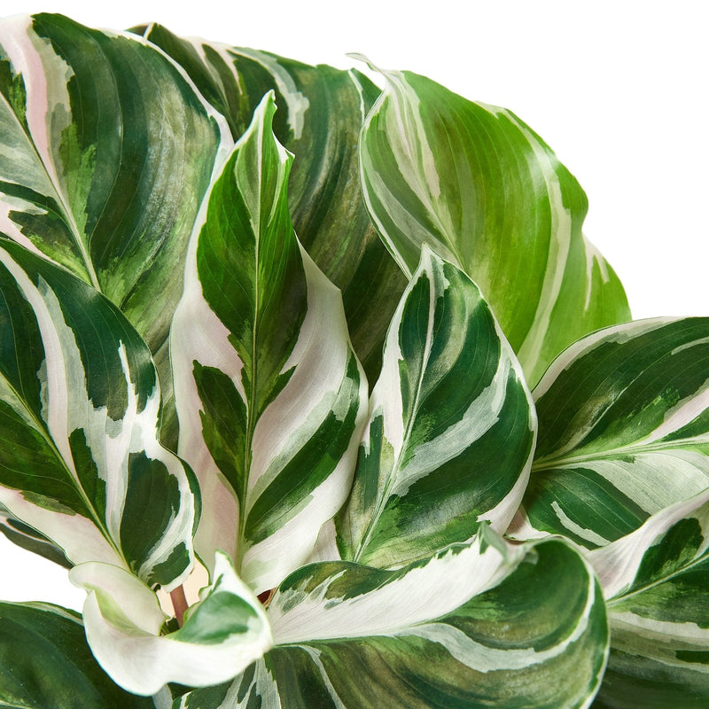 Calathea &