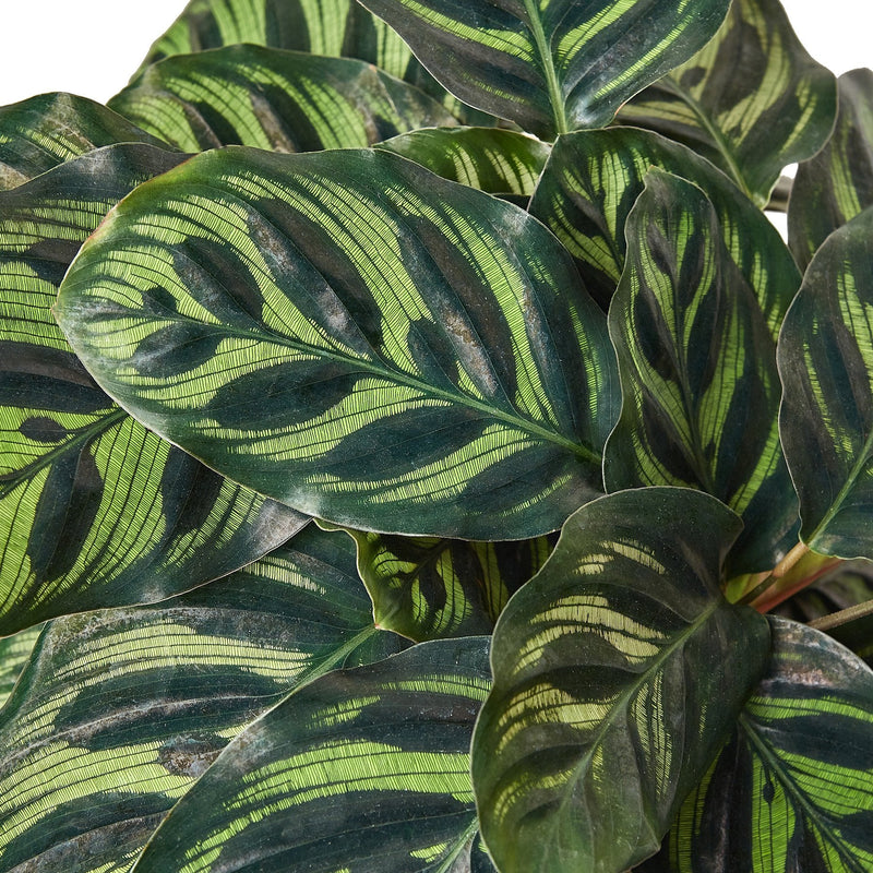 Calathea &