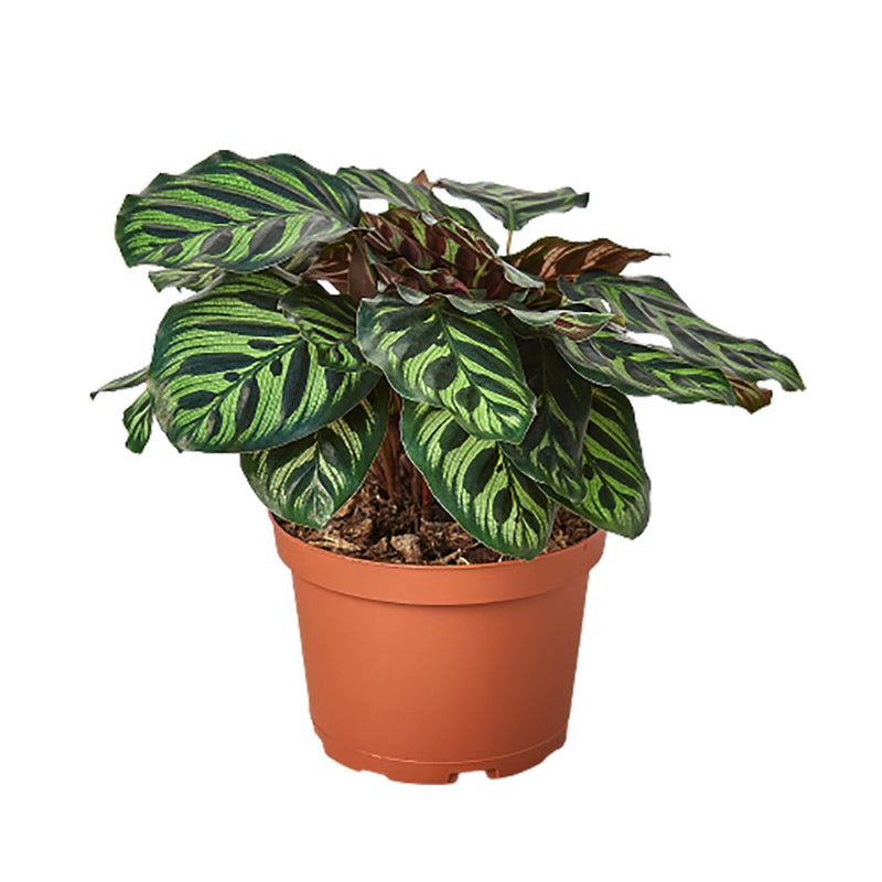 Calathea &