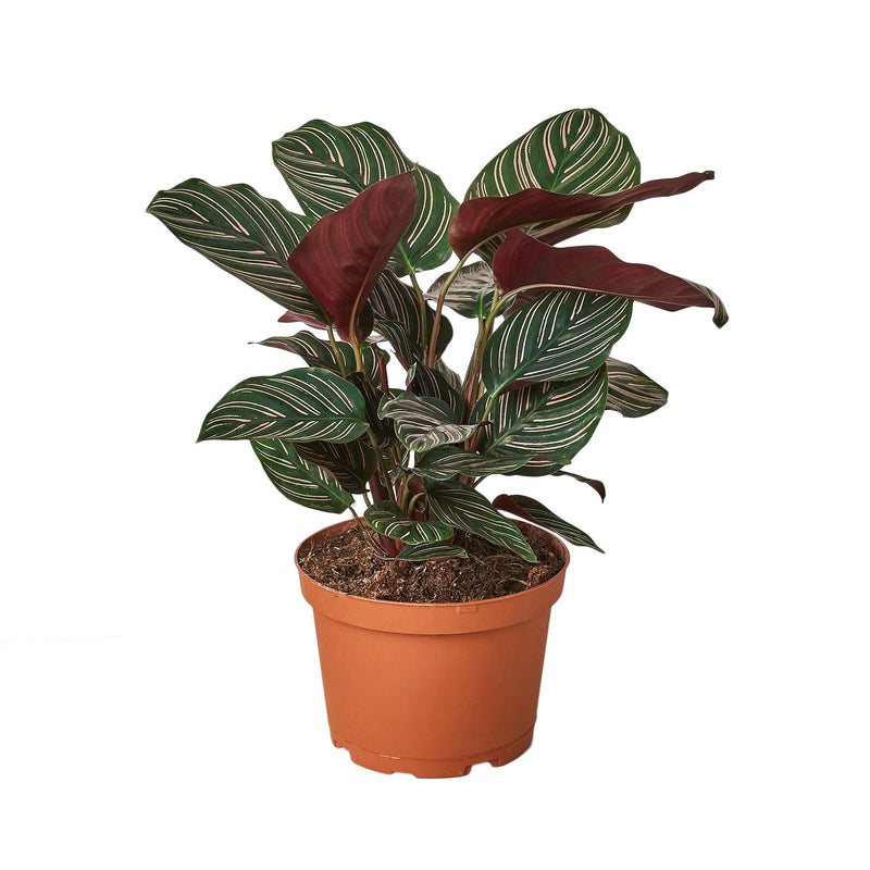 Calathea &