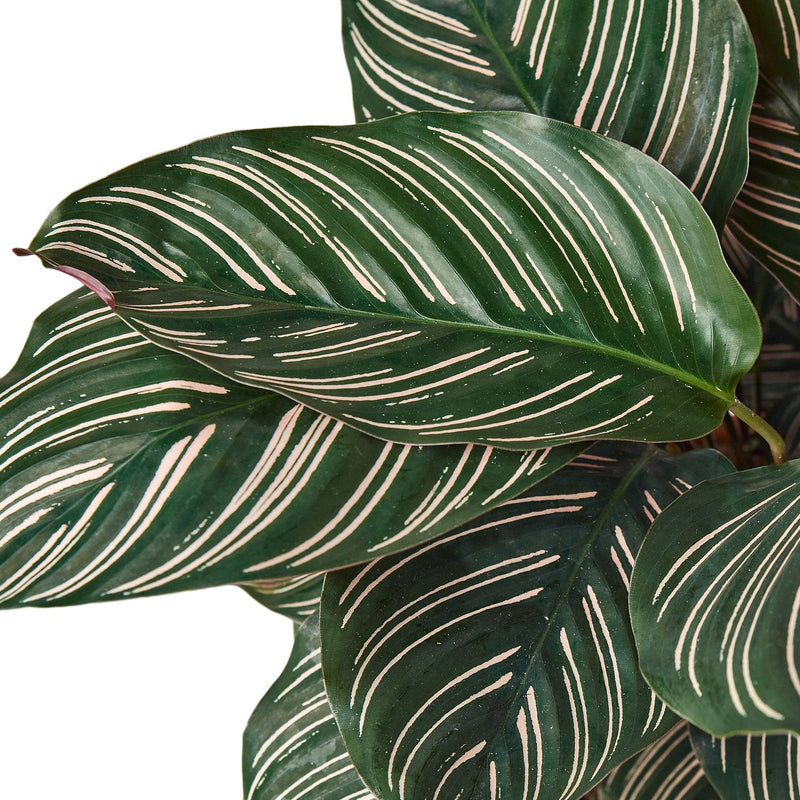 Calathea &