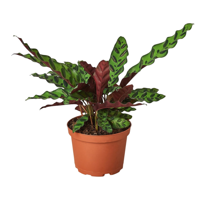 Calathea Lancifolia &