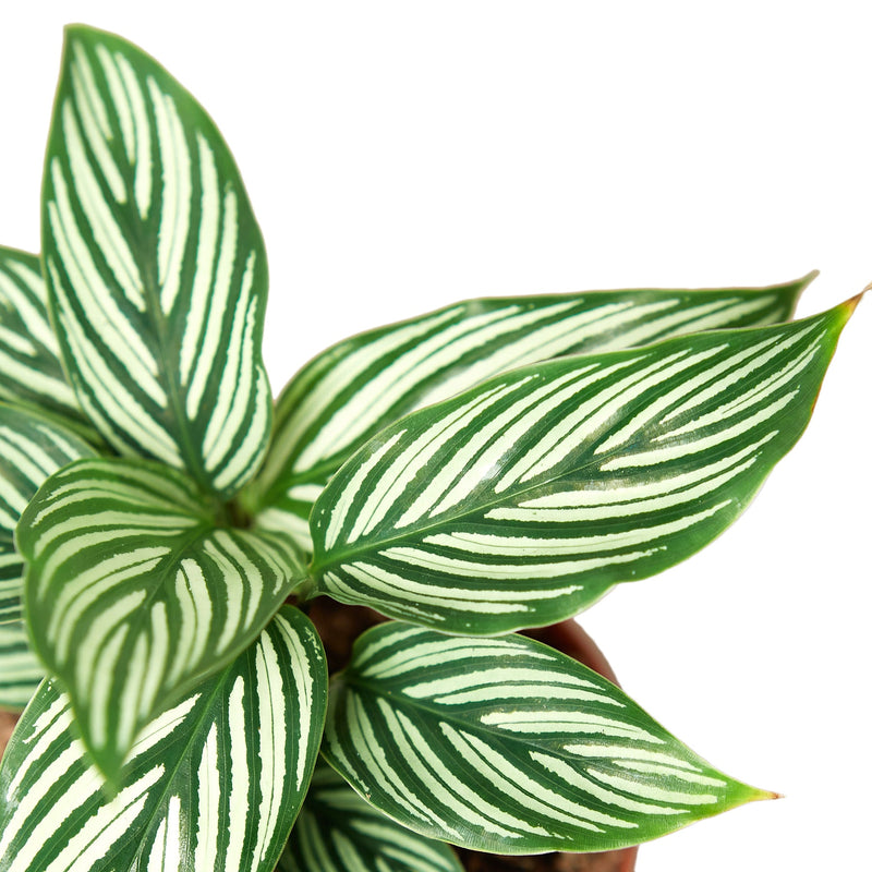 Calathea &