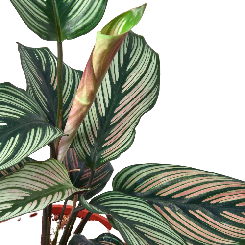 Calathea &