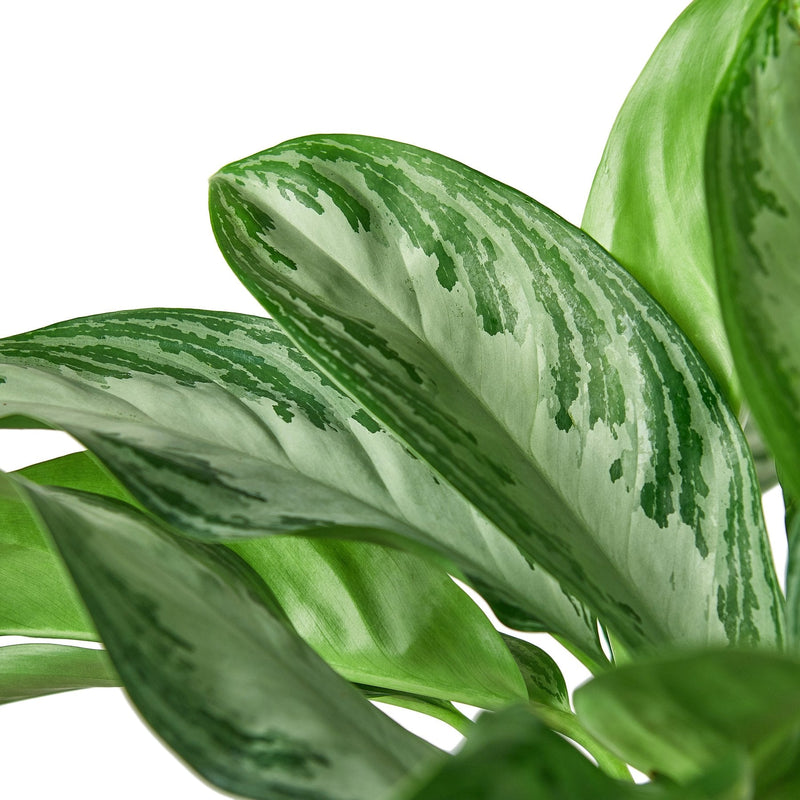 Chinese Evergreen &