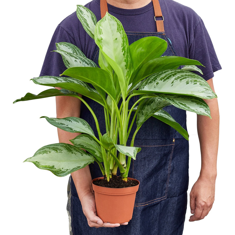 Chinese Evergreen &