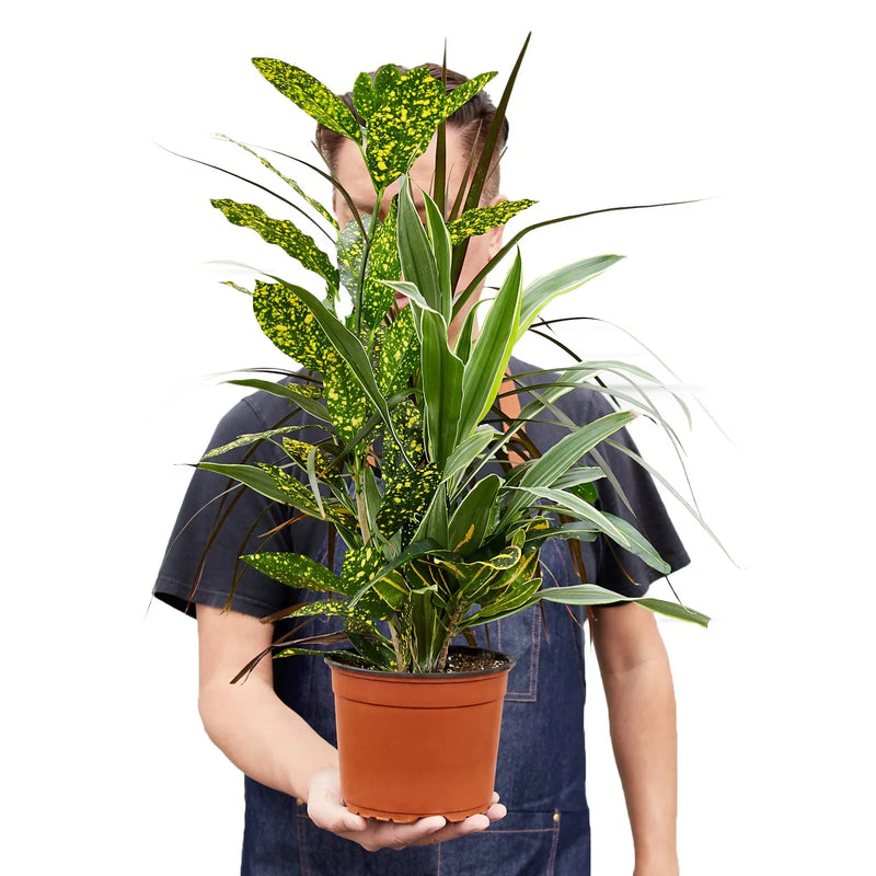 Dracaena &