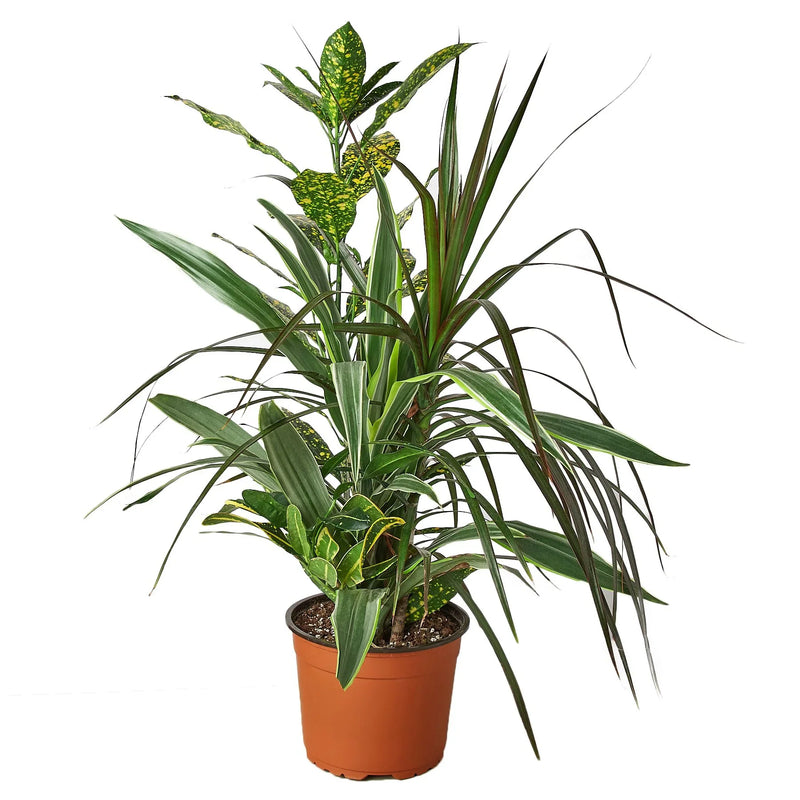 Dracaena &