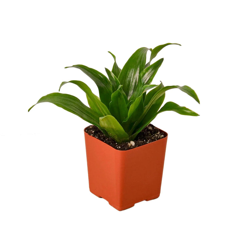 Dracaena &