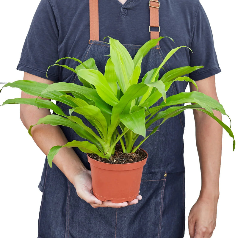 Dracaena &