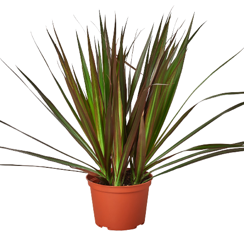 Dracaena &