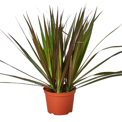 Dracaena 'Marginata Magenta'