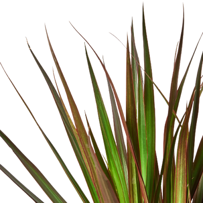 Dracaena 'Marginata Magenta'