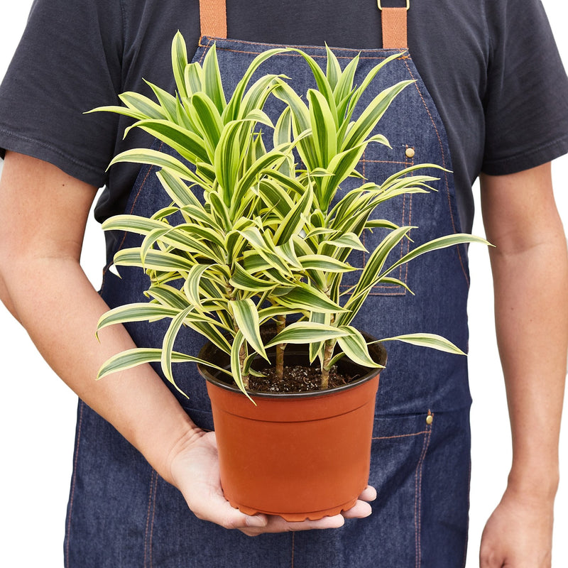 Dracaena &