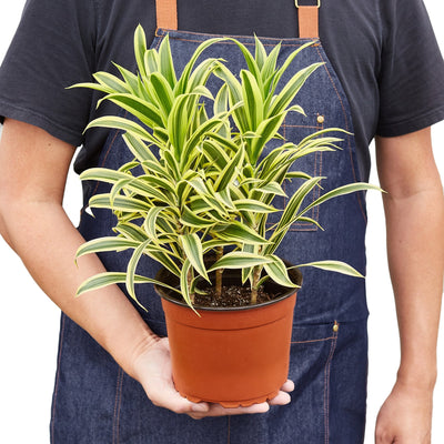 Dracaena 'Song of India'