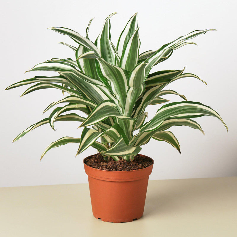 Dracaena &