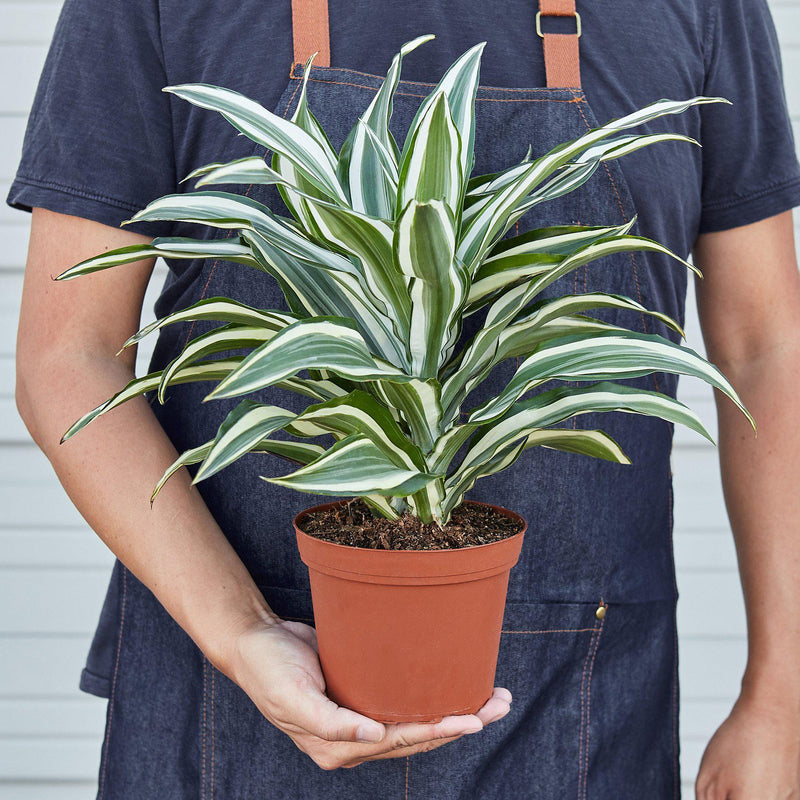 Dracaena &