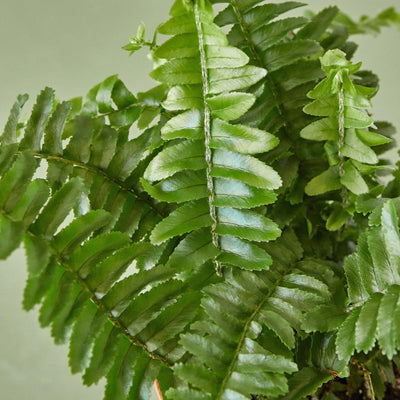 Jester's Crown Fern