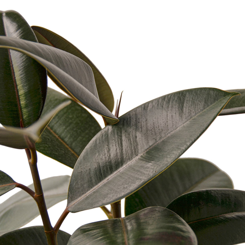 Ficus Elastica &