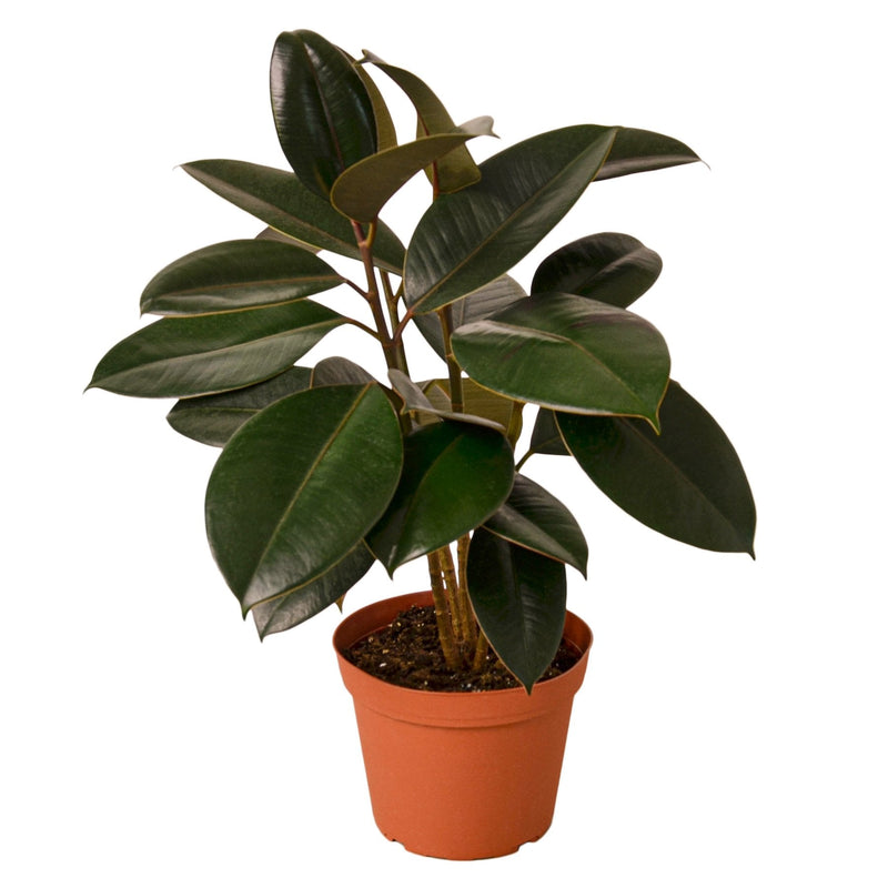 Ficus Elastica &