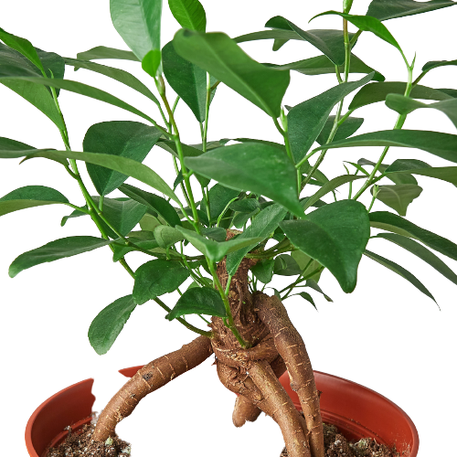 Ficus &