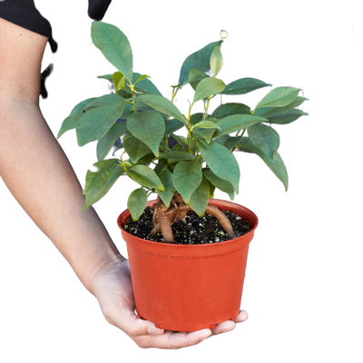 Ficus 'Ginseng'