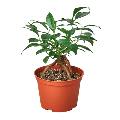 Ficus 'Ginseng'