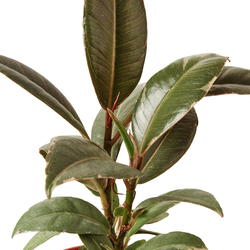 Ficus Elastica &