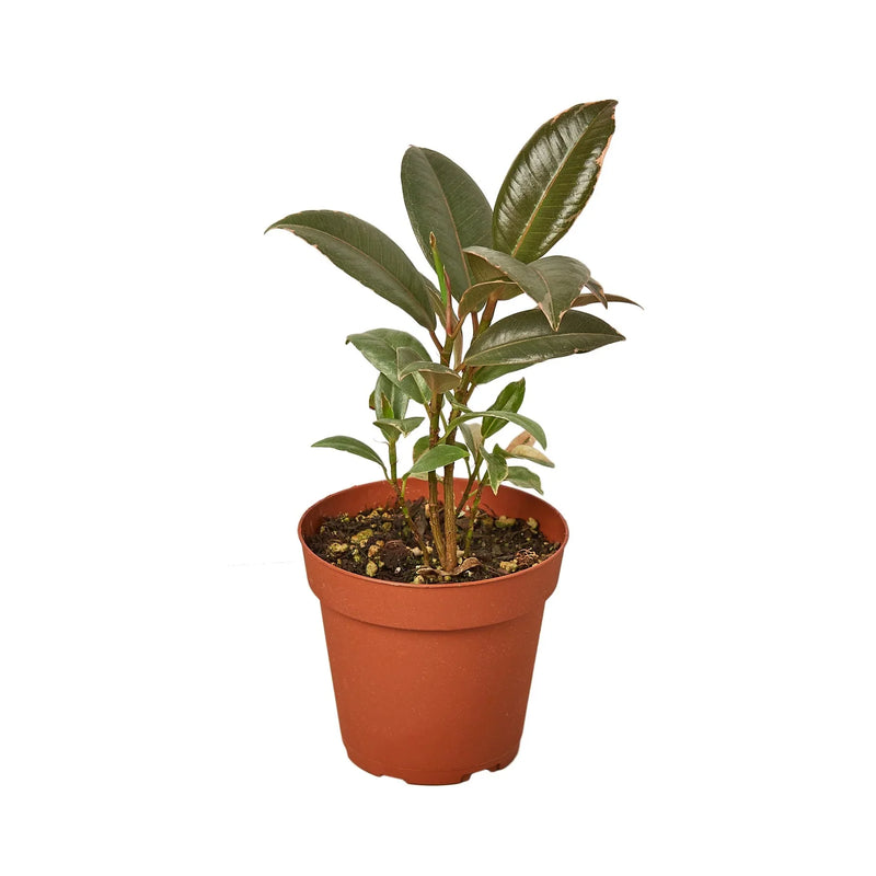 Ficus Elastica &