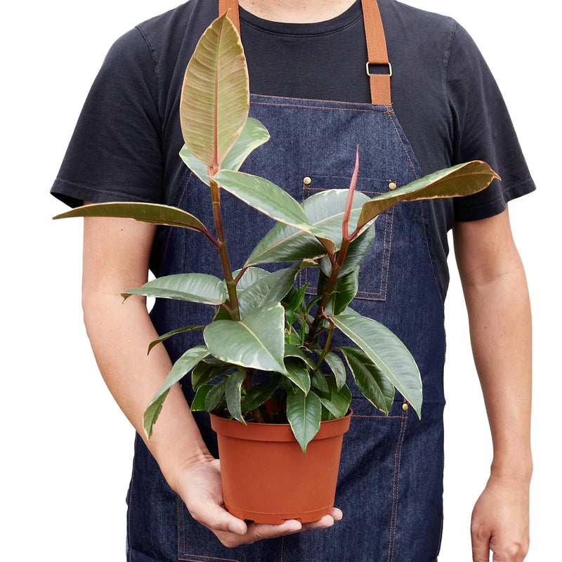 Ficus Elastica &