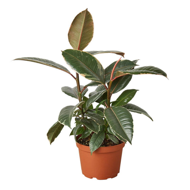 Ficus Elastica &