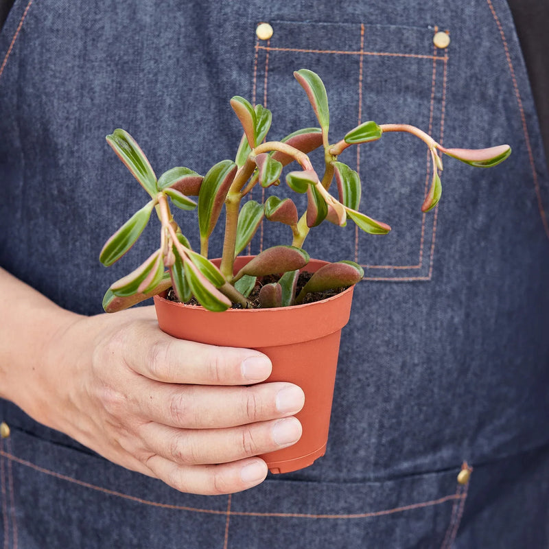 Peperomia &