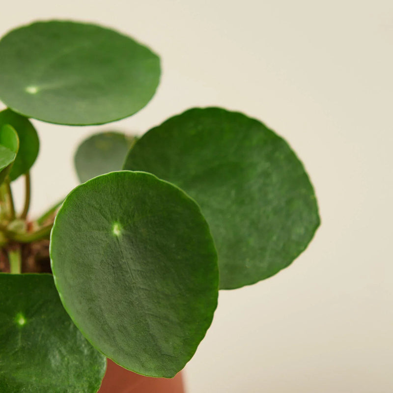 Pilea Peperomioides &